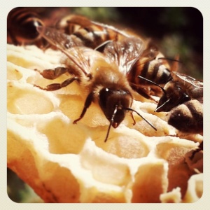 Prodotti dell'apiario